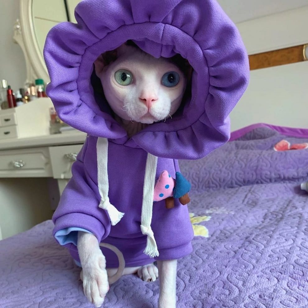 Hoodies for Cats Cat Hoodie with Flower Hat for Sphynx Cat