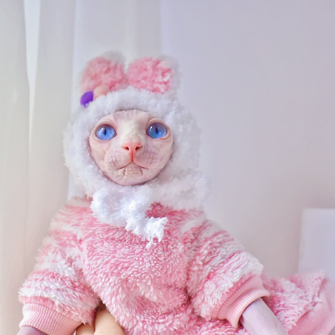 Sphynx Cat Clothes for Winter | Winter Clothes for Sphynx Cats