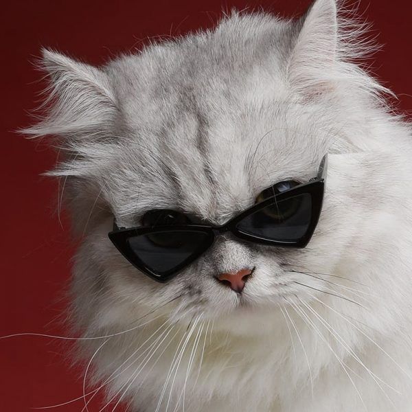 Cat Glasses | Cat Apparel, Cat Funny Accessories, High-Quality