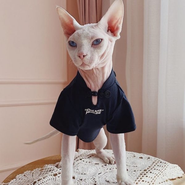 Chemise pour chats-Sphynx porte une chemise Cheongsam