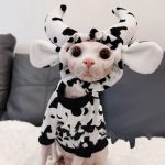 Cow Cat Shirts für Sphynx Katze Baumwolle schwarz und weiß Kuh-Muster
