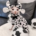 Chemises pour chat Sphynx en coton motif vache noir et blanc