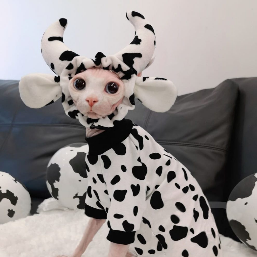 Cow Cat Costume Sphynx Cat Cow Shirt, Cat and Cow Clothing
