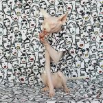 Gatto che indossa una camicia bianca-Sphynx indossa una camicia