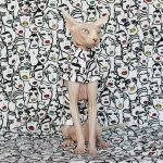 Gatto che indossa una camicia bianca-Sphynx indossa una camicia