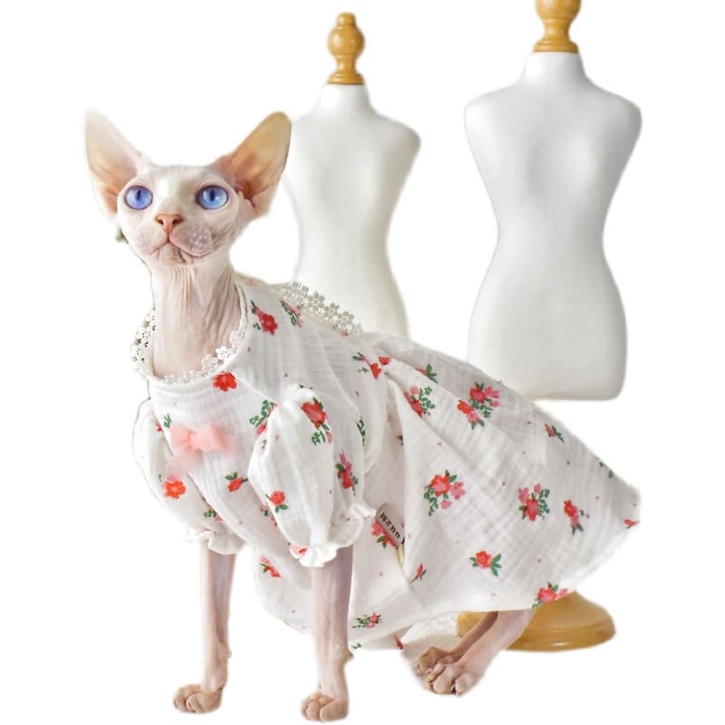 Dress for Cat-Sphynx porte une robe en dentelle