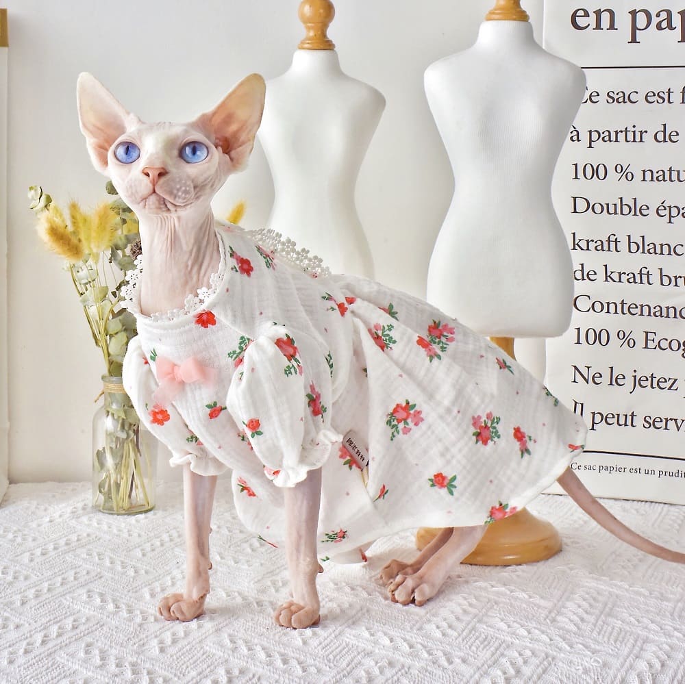 Dress for Cat-Sphynxがレースのドレスを着用しています。