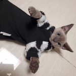 Пальто для кошек - Девон рекс носит пальто