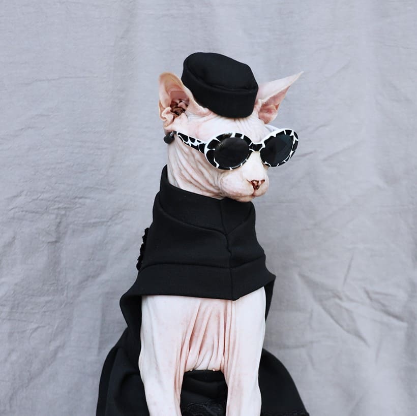 cat and the hat clothes