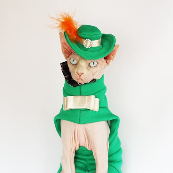 cat and the hat clothes