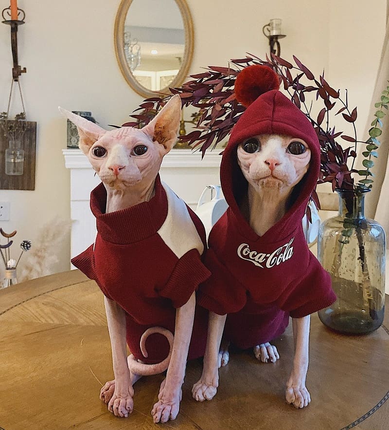 Kitten Hoodie | Sphynx Hoodie, Bambino Cat Sweatshirt, CocaCola