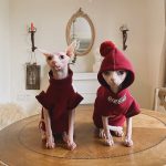 Kitten Hoodie | Sphynx Hoodie, Bambino Cat Sweatshirt, CocaCola