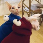 Sphynx Cat Hoodie | Bambino Cat Sweatshirt, Sphynx Cat in Hoodie