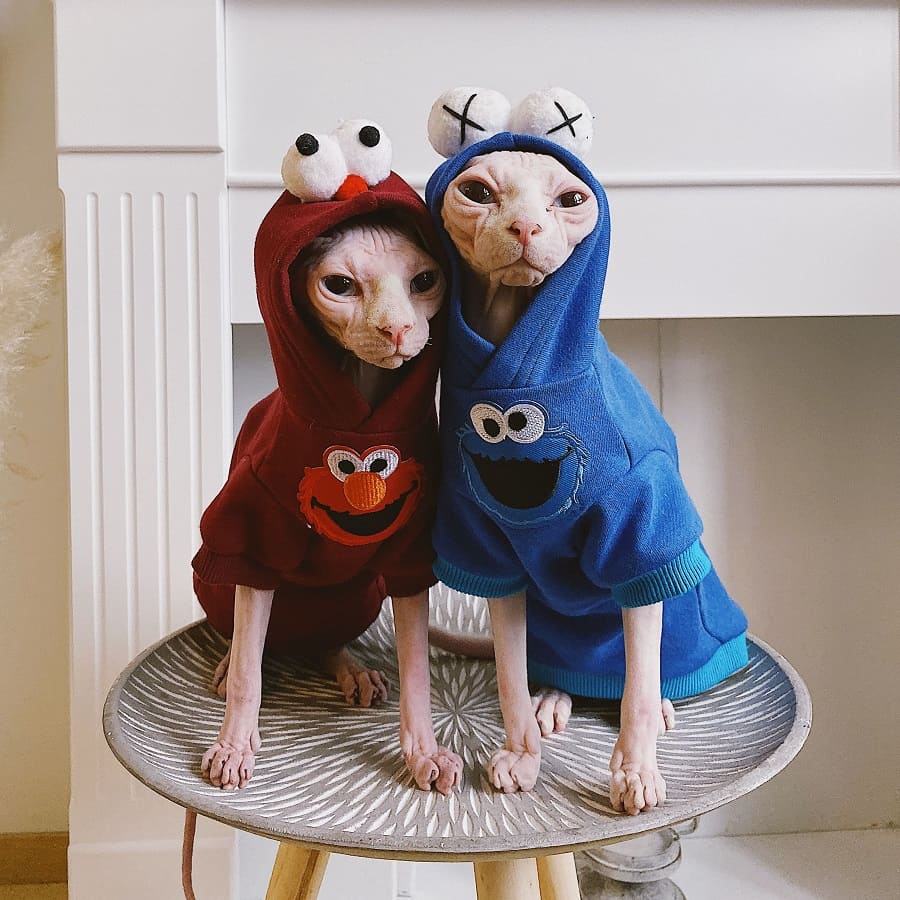 Sphynx Cat Hoodie | Bambino Cat Sweatshirt, Sphynx Cat in Hoodie