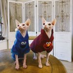 Sphynx Cat Hoodie | Bambino Cat Sweatshirt, Sphynx Cat in Hoodie