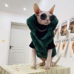 Cat Christmas Sweater for Cat | Coat for Cat-Black Green Fur Coat