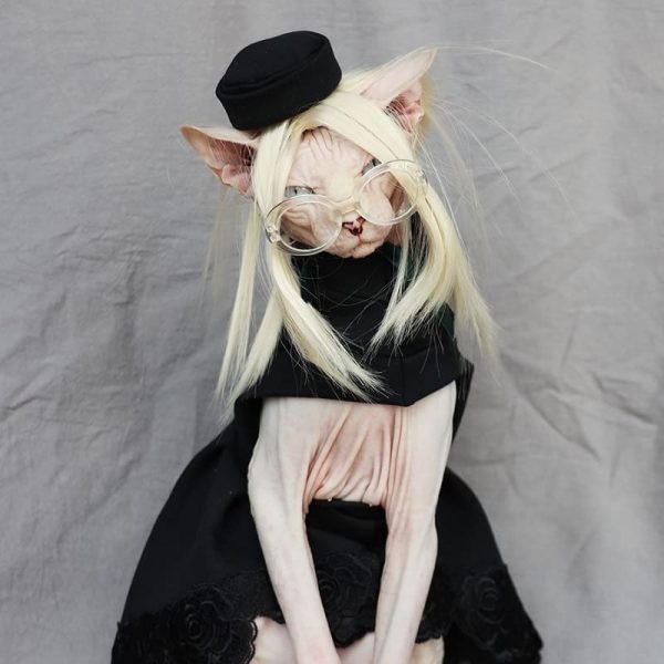 Cat Wig | Cat Apparel, Cat Wearing Clothes, Wigs, Sphynx Cat Funny Wig