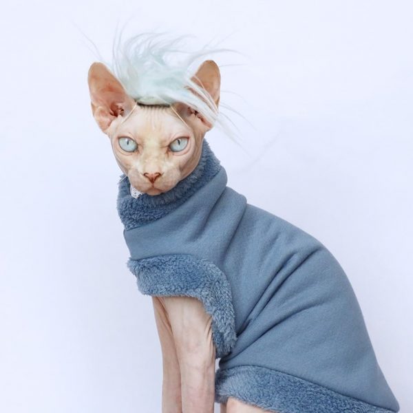 Cat Wig | Cat Apparel, Cat Wearing Clothes, Wigs, Sphynx Cat Funny Wig
