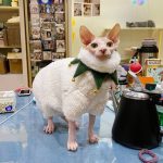 Christmas Outfit for Cat-Sphynx wears green bib