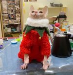 Traje de Navidad para Gato-Sphynx con babero verde