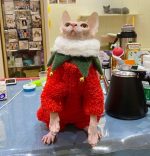 Christmas Outfit for Cat-Sphynx wears green bib