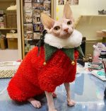 Christmas Outfit for Cat-Sphynx wears green bib