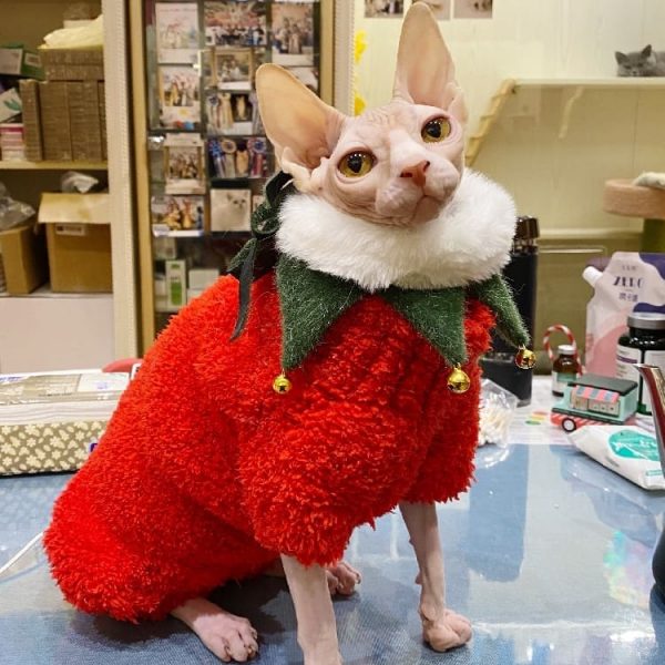 Christmas Outfit for Cat-Sphynx wears green bib