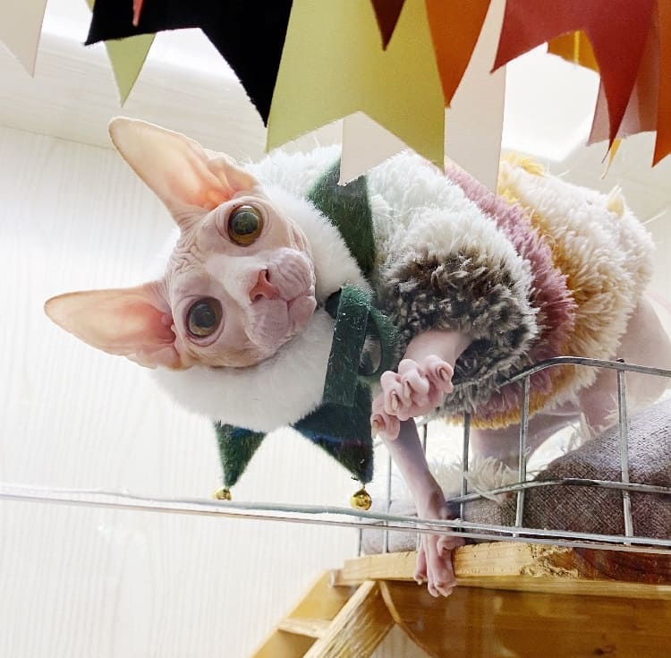 Christmas Outfit for Cat-Sphynx wears green bib