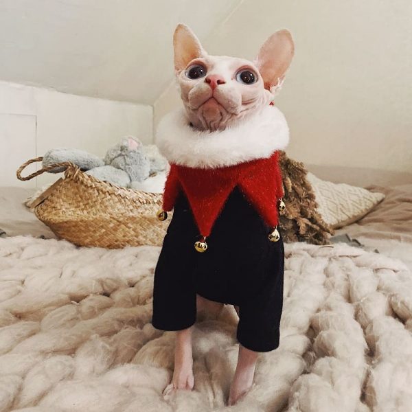 Weihnachtsoutfit für Katze-Sphynx trägt ein rotes Lätzchen