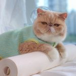 Gilet con cappotto per gatti | Abbigliamento per gatti, Gatto con vestiti, Gilet con bottoni cardigan