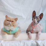 Gilet con cappotto per gatti | Abbigliamento per gatti, Gatto con vestiti, Gilet con bottoni cardigan