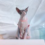 Gilet pour chat | Vêtements pour chat, Chat dans les vêtements, Gilet Bouton Cardigan
