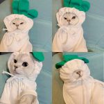 Diy Hoodie para gatos | Kitten Hoodie, Cat in Hoodie, Hoodies para gatos