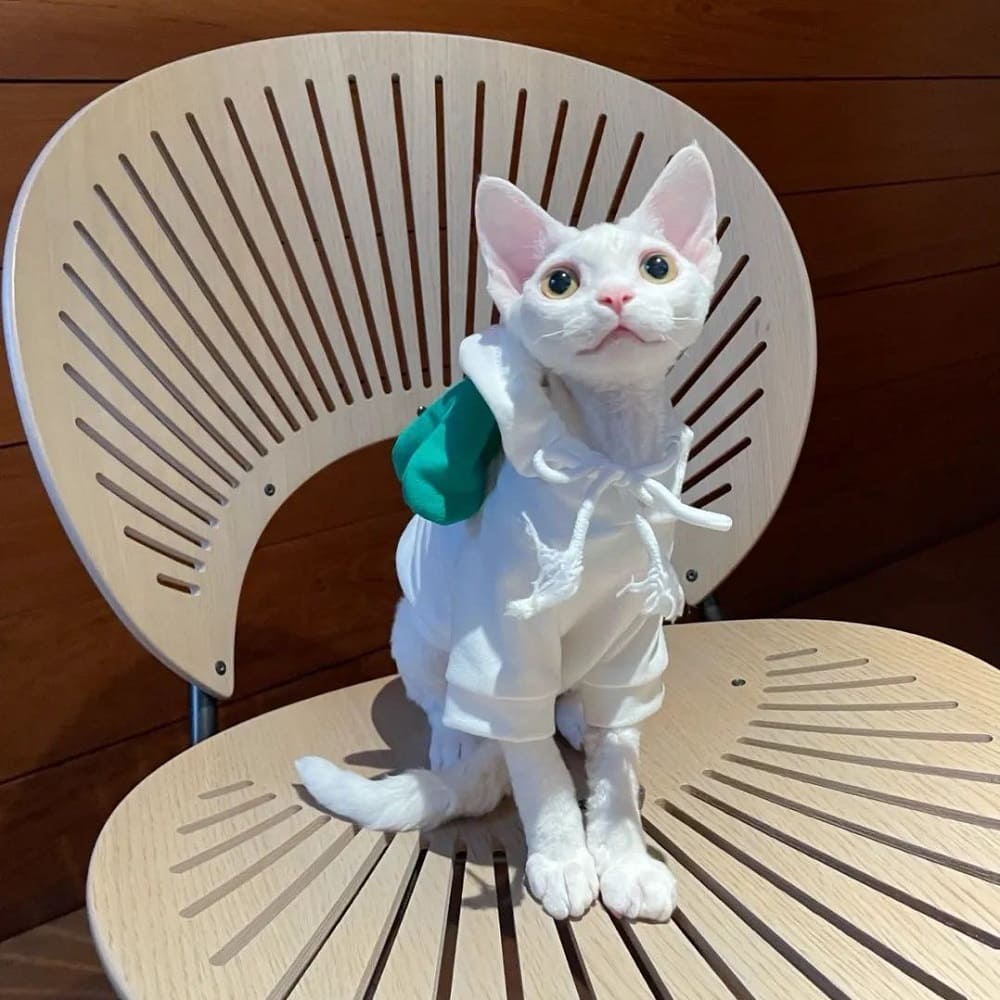 Diy Hoodie for Cat | Kitten Hoodie, Cat in Hoodie, Hoodies for cats