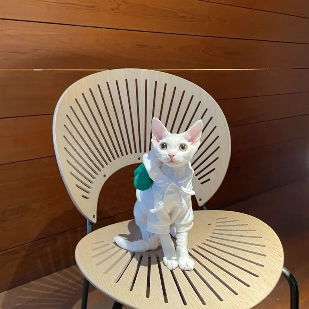 Diy sales cat hoodie