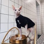 Cat Hoodies Black | Kitten Sweatshirt, Cat in Black Fashion Hoodie