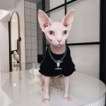 Pet Hoodies for Cats | Kitten Sweatshirt, Cat in Black Fashion Hoodie