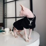 Pet Hoodies for Cats | Kitten Sweatshirt, Cat in Black Fashion Hoodie