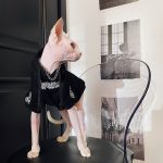 Pet Hoodies for Cats | Kitten Sweatshirt, Cat in Black Fashion Hoodie