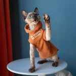 Cat Hoodies for Cats-Sleeveless Hoodie+Bottoming Shirt