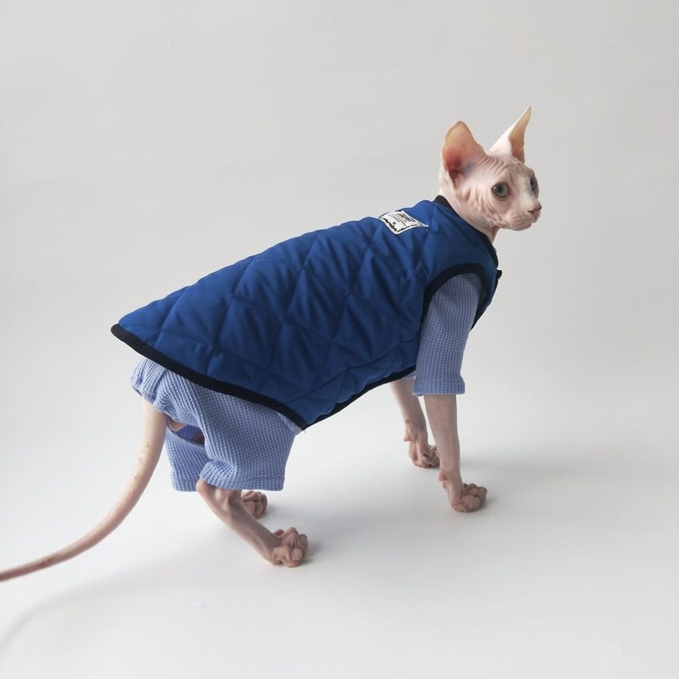 Cat Surgery Suit Onesies for Cats, Cat Surgery Suit, Fourlegged