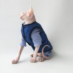 Cat Surgery Suit | Onesies for Cats, Cat Surgery Suit, Four-legged