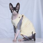 Cat Onesies for Cats | Onesies for Cats, Cat Surgery Suit, Four-legged