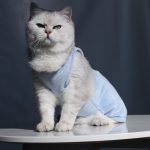 Cat Onesies for Cats | Onesies for Cats, Cat Surgery Suit, Four-legged