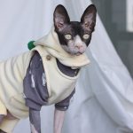 Cat Onesies for Cats | Onesies for Cats, Cat Surgery Suit, Four-legged
