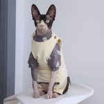 Cat Onesies for Cats | Onesies for Cats, Cat Surgery Suit, Four-legged