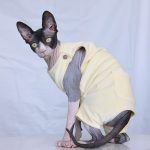 Cat Onesies for Cats | Onesies for Cats, Cat Surgery Suit, Four-legged