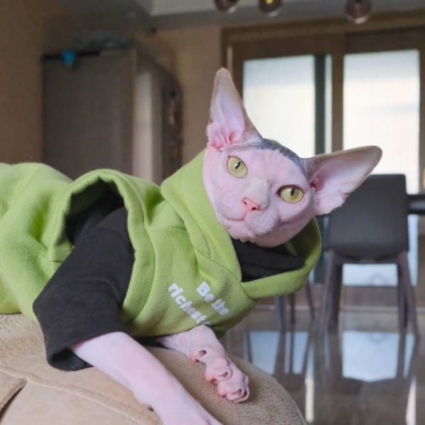 Sweat à capuche pour chat | Sweat chaton, chat en sweat sans manche