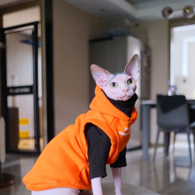 Cat Hoodies for Cats | Kitten Sweatshirt, Cat in Sleeveless Hoodie
