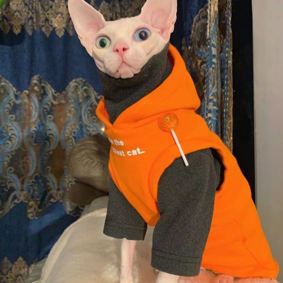 Cat Hoodies for Cats Kitten Sweatshirt, Cat in Sleeveless Hoodie